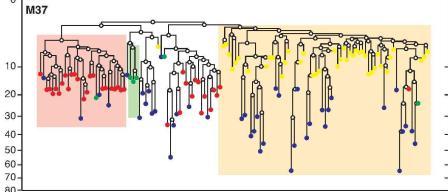 Mouse cell lineage tree. Oocytes are in red, bone marrow stem cells in yellow, demonstrating that the two form separate clusters with only a distant relationship